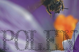 Polen: The Font That Elevates Your Campaigns